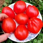 Помидоры Корзиночки из деревни Гарфаньяна — Canestrino Della Garfagnana