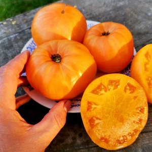 Помидоры Оранжевый Джаз — Orange Jazz Tomato