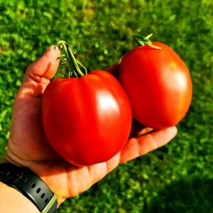 Помидоры Красавица Жигонда из Винодельни Жонкуа