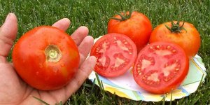 Помидоры Креольский из Нового Орлеана — Creole from New Orleans Tomato