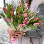 5шт тюльпанов