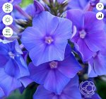 Флокс Blue Paradise