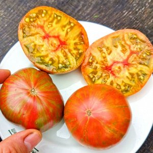Помидоры Мятные Пёстрые Лилипуты — Dwarf Peppermint Stripes Tomato