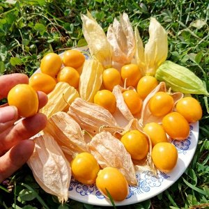 Физалис ФРУКТОВЫЙ Индийский РАСБХАРИ ЯГОДЫ ИНКОВ — Rasbhari Inca Berries