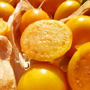 Физалис ФРУКТОВЫЙ Индийский РАСБХАРИ ЯГОДЫ ИНКОВ — Rasbhari Inca Berries