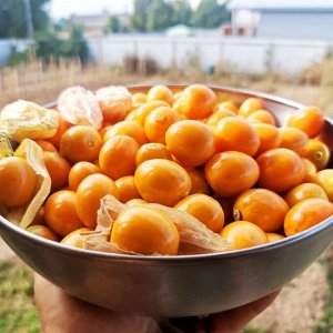 Физалис ФРУКТОВЫЙ Индийский РАСБХАРИ ЯГОДЫ ИНКОВ — Rasbhari Inca Berries