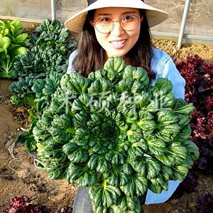 Шпинатная Китайская Капуста Ву Та Цай — 乌塌菜- Spinach Chinese Cabbage Wu Ta Cai