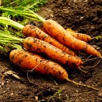 Морковь Скороспелка Маленькие Пальчики — Early Little Fingers Carrot