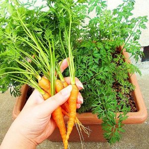 Морковь Скороспелка Маленькие Пальчики — Early Little Fingers Carrot