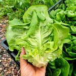 Салат Ромэн Литл Джем — Little Gem Romaine Lettuce