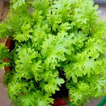 Салатная Японская Зелень Васаби Васабина — Wasabina — わさび菜