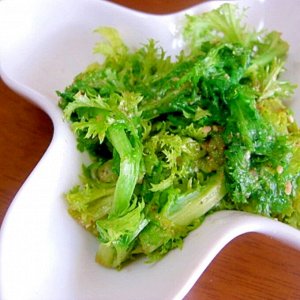Салатная Японская Зелень Васаби Васабина — Wasabina — わさび菜