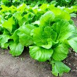 Хиросимана — Сладкая Японская Листовая Капуста — 広島菜 — Hiroshimana Cabbage