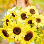 Букетные Подсолнухи — Lemon Queen Sunflower