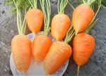 Гэрандская Древняя Крупная Полудлинная РАННЯЯ Морковь