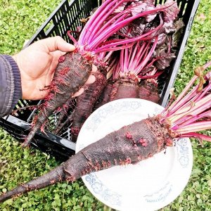 Помидом Свёкла Древняя Деликатесная Жаба Краподин — Crapaudine Beet