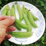 Горох Мангетоут Сладкая Сенсация