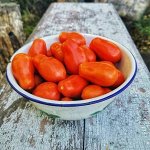 Томат Засолочный деликатес