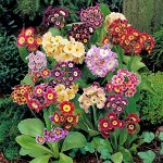 Примула ушковая, смесь окрасок