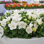 семена цветов Платикодон махровый белый