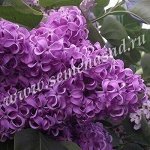 Сирень Академик Курчатов 1шт (Поиск)