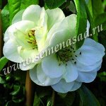 Айва Юкиготен 1шт (Поиск)