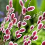 Ива Маунт Асо 1шт (Поиск)