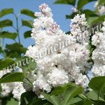 Сирень Красавица Москвы 1шт (Поиск)