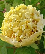 Пион Яо&#039;с Йеллоу ДР/привитый (коробка) 1шт (Поиск)