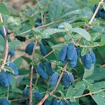 Жимолость Бархат (коробка) 1шт (Сиб сад)