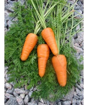 Морковь 0,2 гр в упаковке
Шантенэ, 110-130 дней. Длина 18-20 см, вес до 120 гр
Среднепоздний популярный гибрид Шантане. Период от полной всхожести семян до начала хозяйственной годности 90-120 дней. К