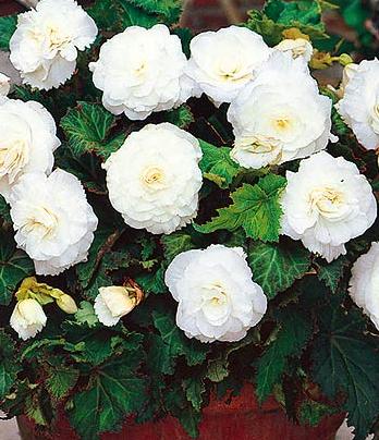 клубневая бегония