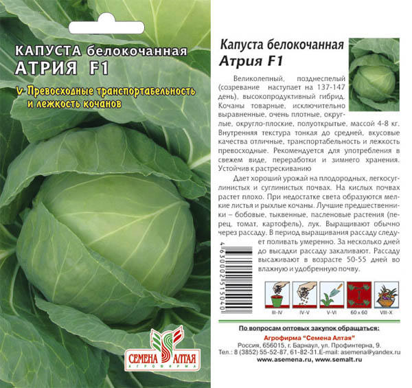 Капуста артрия описание сорта фото отзывы