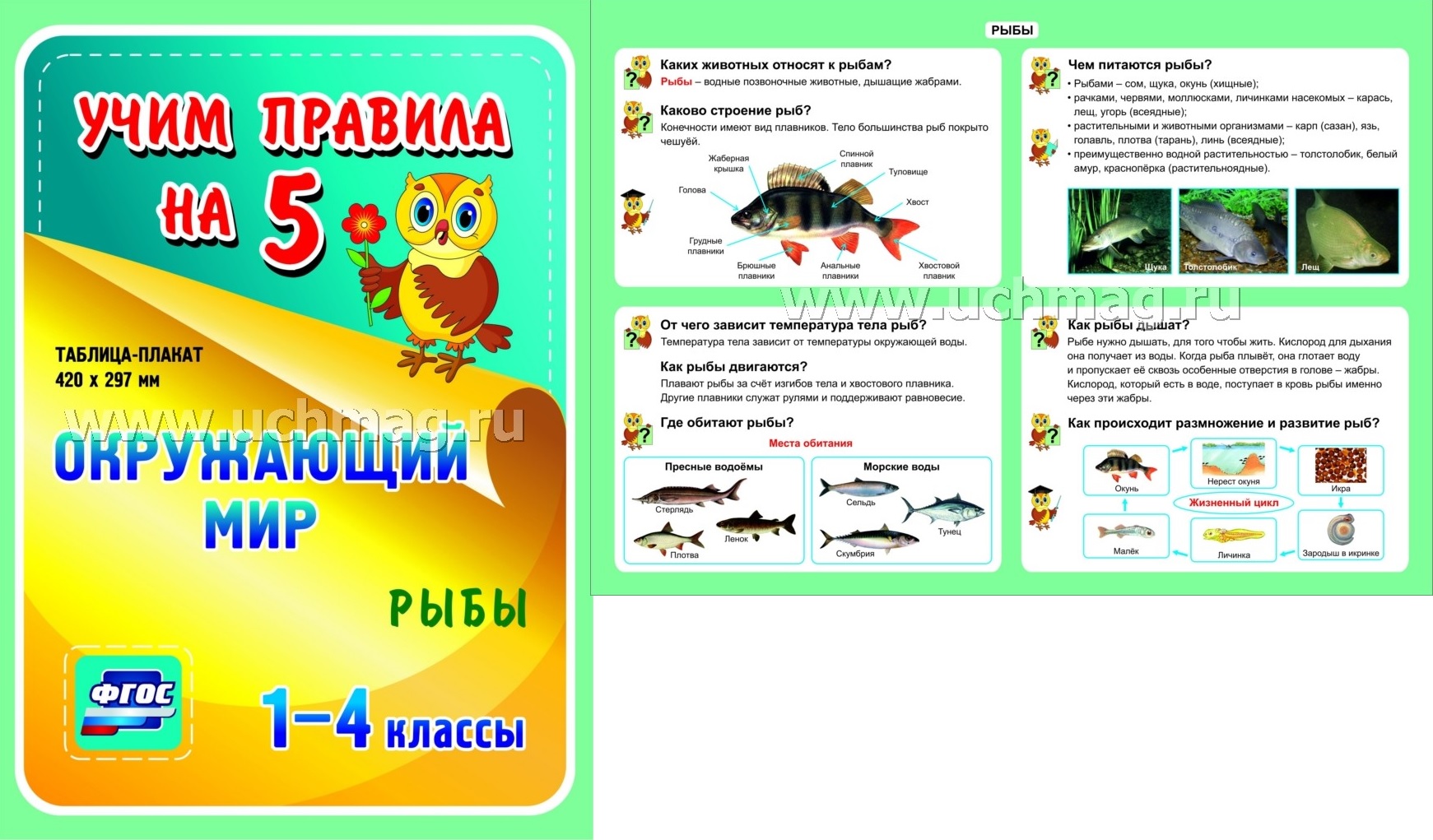 ФГОС,Окружающий мир. Рыбы. 1-4 классы.,(Таблица-плакат 420х297),(А3 свернут в А5)