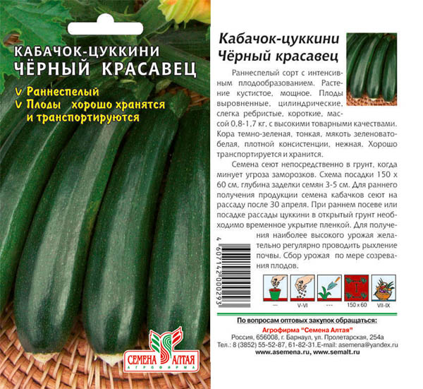 Кабачок черный красавец описание отзывы фото