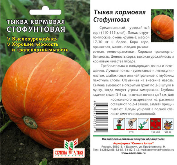 Кормовая тыква фото и столовая отличия описание