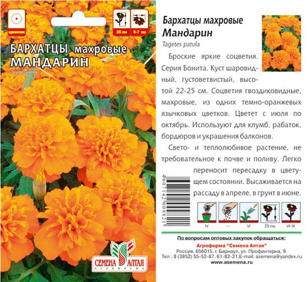 Бархатцы мандарин фото на клумбе