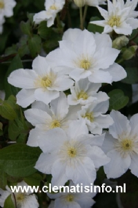 Clematis Apollonia