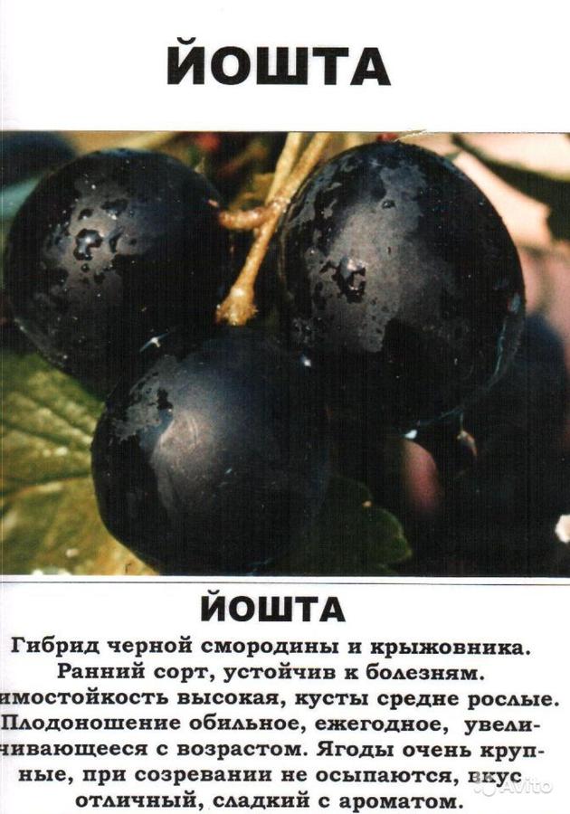 Йошта описание посадка и уход и фото