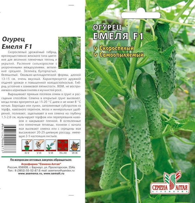 Огурцы емеля описание сорта фото