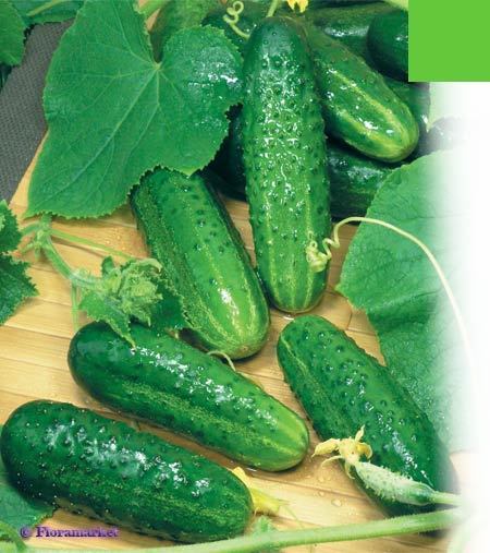 Сорт огурцов маша описание и фото Огурец Маша/Сем Алт/цп 5 шт. Seminis (Голландские Семена) ОГУРЕЦ, ПАТИССОН