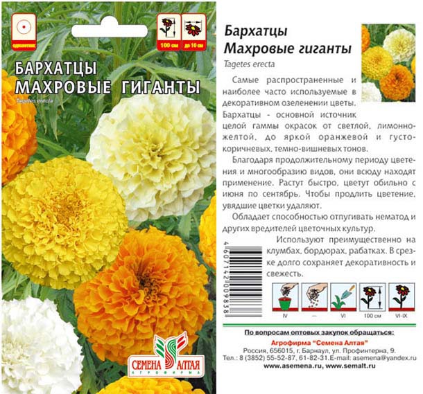 Бархатцы махровые гиганты фото на клумбе