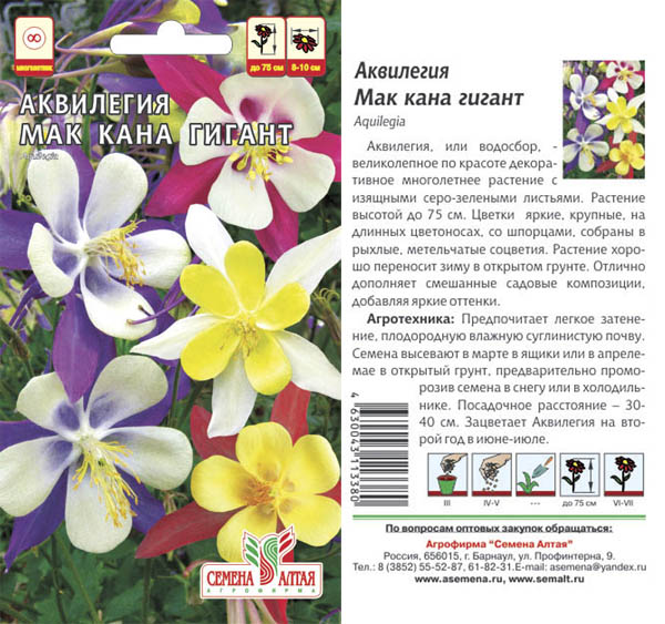 Аквилегия Мак Кана