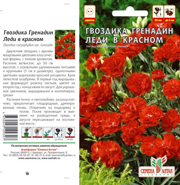 Гвоздика Шабо Гренадин