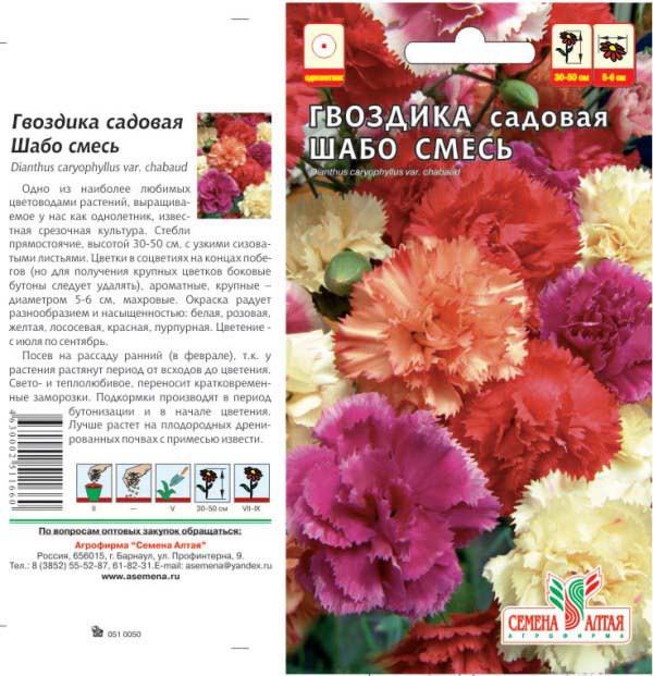 Как выглядят семена гвоздики шабо
