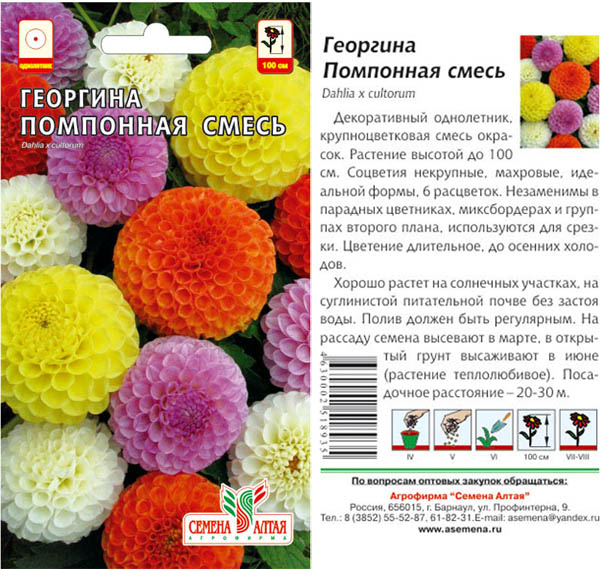 Георгины однолетние помпонные