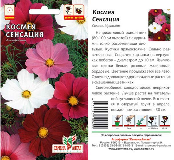 Космея цветок многолетний семена фото описание Цветы Космея Сенсация/Сем Алт/цп 0,5 гр. Цена за 2 пакетика. Семена однолетние
