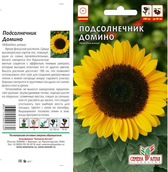 Малиновая королева подсолнечник схема посадки