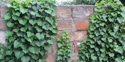 Плющ вечнозеленый (hedera). Плющ уличный многолетний. Плющ морозостойкий hedera. Плющ хедера уличный. Плющ уличный многолетний.