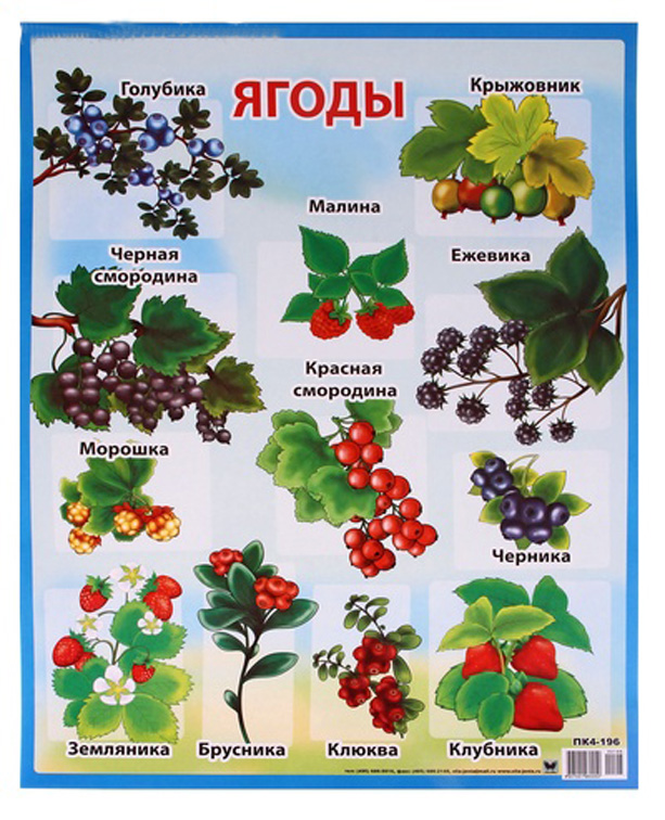 Все ягоды россии фото с названиями